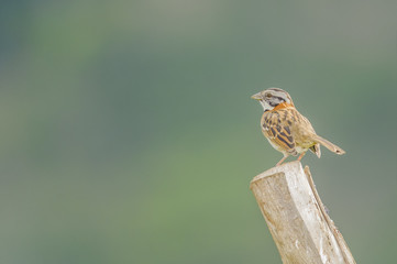 Rufous-collared Sparrow