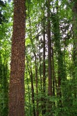 Obraz premium trees 3