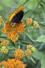 Fritillary