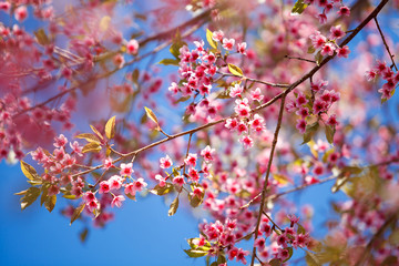 Branch with pink sakura blossoms