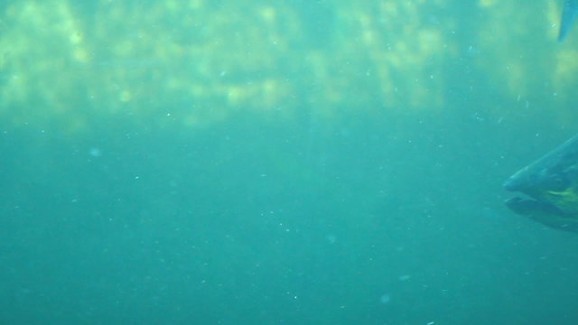 Fish Ladder Underwater