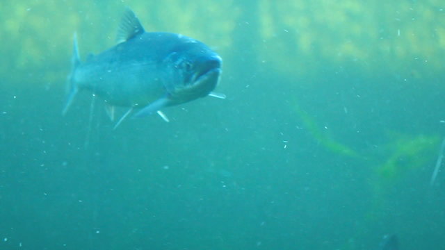 Fish Ladder Underwater