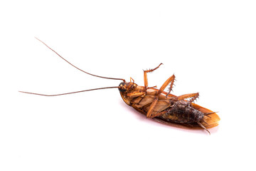 Dead cockroach