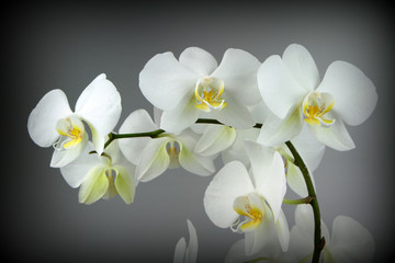 Panele Szklane Podświetlane  Piękna biała orchidea na szarym tle