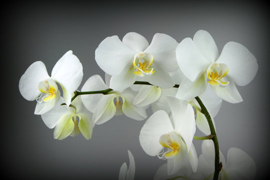 Beautiful white orchid, on Grey background 
