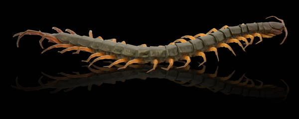 closeup of one brown centipede on white background