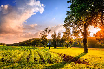 Rural scene