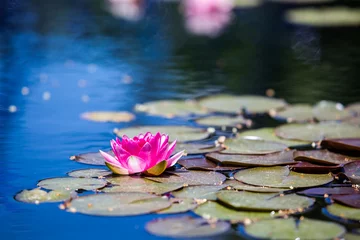 Foto op Canvas Water lily © arinahabich