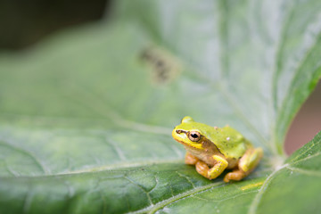 Frog