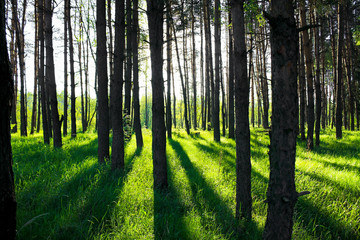 pine forest in sun beams