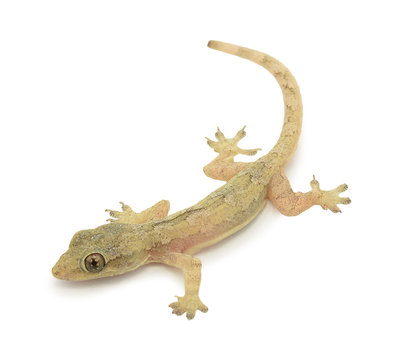 House lizard - gekco isolated on white background