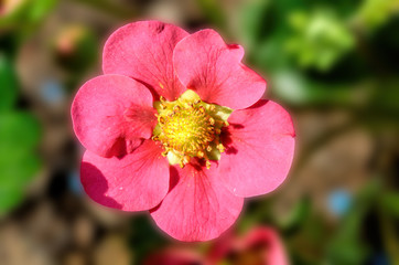 pink strawberry flower