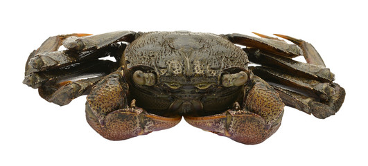 Obraz premium shore crab (Pachygrapsus) on white background