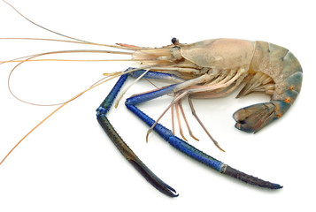 Shrimp on white background.