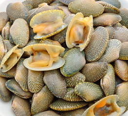 shellfish
