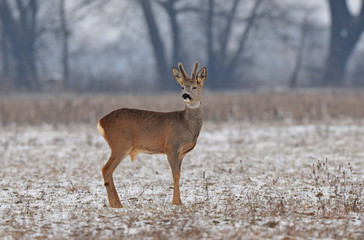 Roe deer in winter