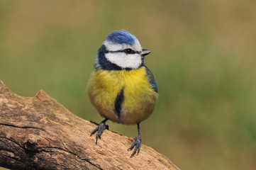 Obraz premium Blue tit