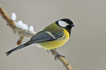 Fototapeta premium Great tit