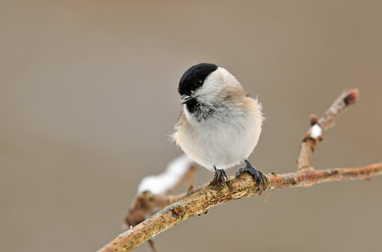 Marsh Tit