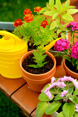 Fototapeta na wymiar Flower pots and watering pot in green garden
