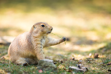 black tailed prairie dog