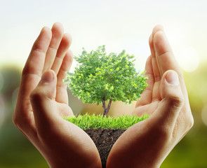  tree, plant in the hand