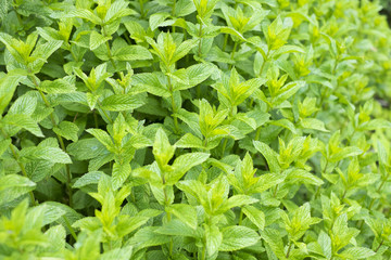 Mint in garden