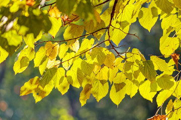 Fototapeta premium leaves in the park
