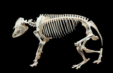 Skeleton of tapir over black