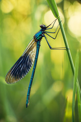 Dragonfly