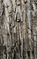 tree bark close up