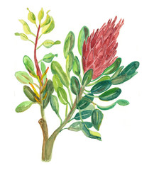 Protea Sugarbush