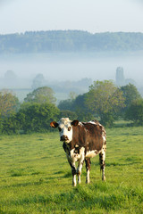 Animal ferme 117