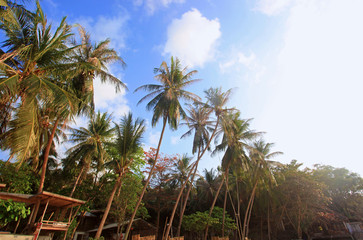 Fototapeta na wymiar Tropical Background on Koh Phangan