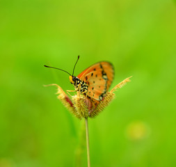 butterfly on a flower