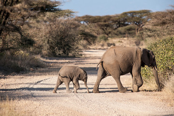 Obraz premium elephant