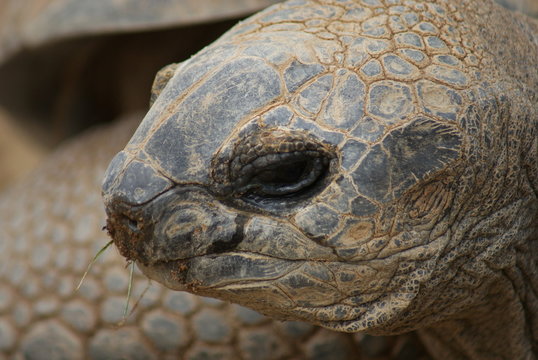 Aldabra Giant Tortoise - Aldabrachelys Gigantea