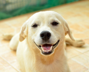 thai dog