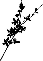 sakura branch black silhouette