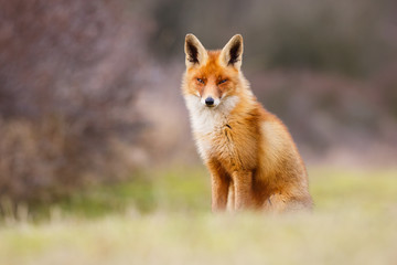 beautiful red fox
