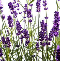 closeup of lavender