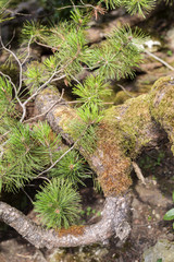 Pine tree