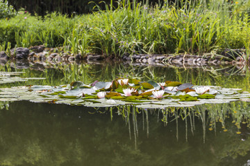 Lotus