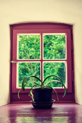 vintage violet window