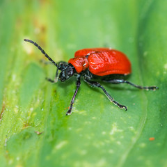 Red Lily Beetle