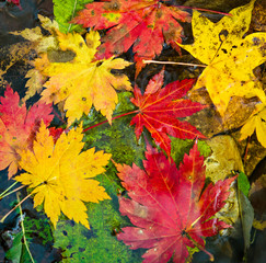 Naklejka na ściany i meble Autumn, maple leaves, autumnal foliage