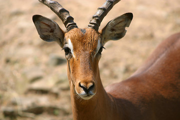 Antilope