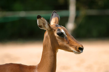 Gazelle