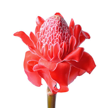 Torch Ginger, Etlingera elatior flowers family zingiberaceae (Et