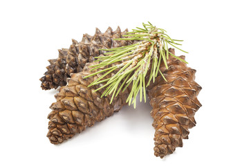 fir cones